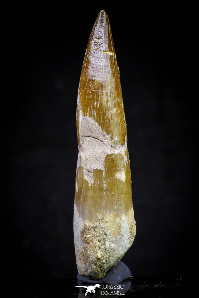 20816 - Nicely Preserved 2.99 Inch Elasmosaur (Zarafasaura oceanis) Tooth