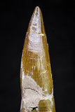 20816 - Nicely Preserved 2.99 Inch Elasmosaur (Zarafasaura oceanis) Tooth