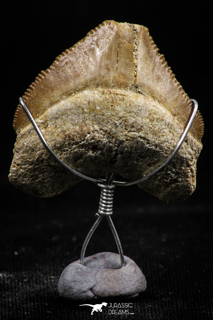 06156 - Small Wire Wrapped 0.86 Inch Squalicorax pristodontus (Crow Shark) Tooth Pendant