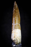 20816 - Nicely Preserved 2.99 Inch Elasmosaur (Zarafasaura oceanis) Tooth