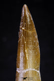 20816 - Nicely Preserved 2.99 Inch Elasmosaur (Zarafasaura oceanis) Tooth