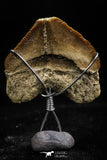 06156 - Small Wire Wrapped 0.86 Inch Squalicorax pristodontus (Crow Shark) Tooth Pendant