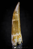 20817 - Nicely Preserved 2.74 Inch Elasmosaur (Zarafasaura oceanis) Tooth