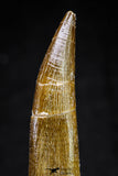 20817 - Nicely Preserved 2.74 Inch Elasmosaur (Zarafasaura oceanis) Tooth