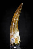 20817 - Nicely Preserved 2.74 Inch Elasmosaur (Zarafasaura oceanis) Tooth