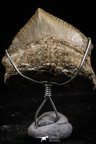 06157 - Small Wire Wrapped 0.80 Inch Squalicorax pristodontus (Crow Shark) Tooth Pendant