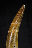 20817 - Nicely Preserved 2.74 Inch Elasmosaur (Zarafasaura oceanis) Tooth