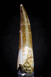 20817 - Nicely Preserved 2.74 Inch Elasmosaur (Zarafasaura oceanis) Tooth