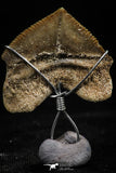 06157 - Small Wire Wrapped 0.80 Inch Squalicorax pristodontus (Crow Shark) Tooth Pendant