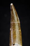 20817 - Nicely Preserved 2.74 Inch Elasmosaur (Zarafasaura oceanis) Tooth