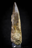 20818 - Nicely Preserved 2.64 Inch Elasmosaur (Zarafasaura oceanis) Tooth