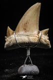 06158 - Small Wire Wrapped 0.86 Inch Cretolamna aschersoni (mackerel shark) Tooth Pendant