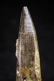 20818 - Nicely Preserved 2.64 Inch Elasmosaur (Zarafasaura oceanis) Tooth