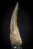20818 - Nicely Preserved 2.64 Inch Elasmosaur (Zarafasaura oceanis) Tooth