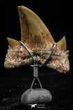 06158 - Small Wire Wrapped 0.86 Inch Cretolamna aschersoni (mackerel shark) Tooth Pendant