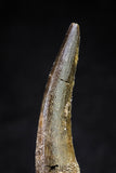 20818 - Nicely Preserved 2.64 Inch Elasmosaur (Zarafasaura oceanis) Tooth