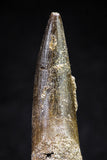 20818 - Nicely Preserved 2.64 Inch Elasmosaur (Zarafasaura oceanis) Tooth