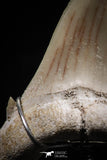 06159 - Small Wire Wrapped 1.26 Inch Cretolamna aschersoni (mackerel shark) Tooth Pendant
