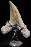06159 - Small Wire Wrapped 1.26 Inch Cretolamna aschersoni (mackerel shark) Tooth Pendant