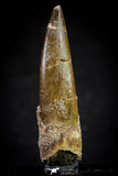 20819 - Nicely Preserved 2.56 Inch Elasmosaur (Zarafasaura oceanis) Tooth