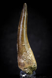 20819 - Nicely Preserved 2.56 Inch Elasmosaur (Zarafasaura oceanis) Tooth