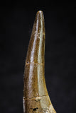 20819 - Nicely Preserved 2.56 Inch Elasmosaur (Zarafasaura oceanis) Tooth