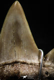 06160 - Small Wire Wrapped 0.99 Inch Cretolamna aschersoni (mackerel shark) Tooth Pendant