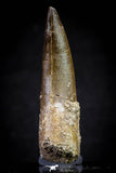 20819 - Nicely Preserved 2.56 Inch Elasmosaur (Zarafasaura oceanis) Tooth