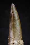 20819 - Nicely Preserved 2.56 Inch Elasmosaur (Zarafasaura oceanis) Tooth