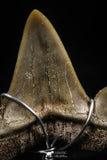 06160 - Small Wire Wrapped 0.99 Inch Cretolamna aschersoni (mackerel shark) Tooth Pendant
