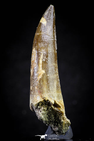 20820 - Nicely Preserved 2.62 Inch Elasmosaur (Zarafasaura oceanis) Tooth