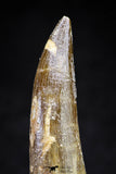 20820 - Nicely Preserved 2.62 Inch Elasmosaur (Zarafasaura oceanis) Tooth