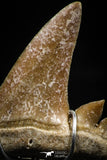 06161 - Small Wire Wrapped 0.97 Inch Cretolamna aschersoni (mackerel shark) Tooth Pendant