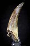 20820 - Nicely Preserved 2.62 Inch Elasmosaur (Zarafasaura oceanis) Tooth