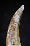 20820 - Nicely Preserved 2.62 Inch Elasmosaur (Zarafasaura oceanis) Tooth