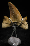 06161 - Small Wire Wrapped 0.97 Inch Cretolamna aschersoni (mackerel shark) Tooth Pendant