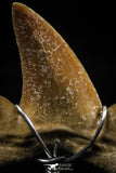 06161 - Small Wire Wrapped 0.97 Inch Cretolamna aschersoni (mackerel shark) Tooth Pendant