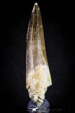 20820 - Nicely Preserved 2.62 Inch Elasmosaur (Zarafasaura oceanis) Tooth