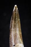 20820 - Nicely Preserved 2.62 Inch Elasmosaur (Zarafasaura oceanis) Tooth