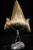 06162 - Small Wire Wrapped 0.96 Inch Cretolamna aschersoni (mackerel shark) Tooth Pendant