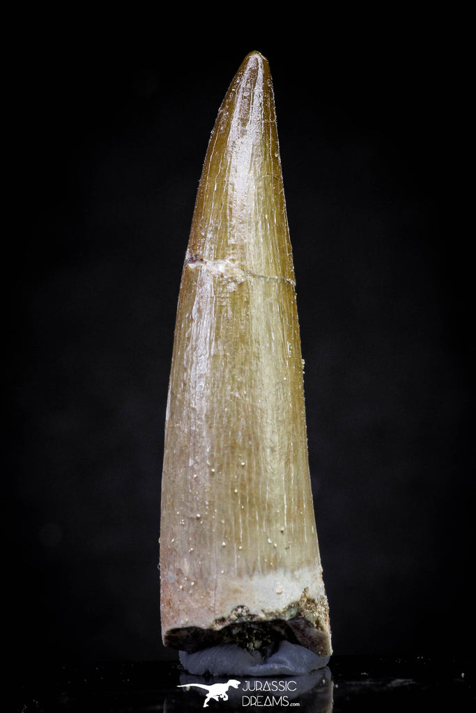 20821 - Nicely Preserved 2.34 Inch Elasmosaur (Zarafasaura oceanis) Tooth