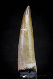 20821 - Nicely Preserved 2.34 Inch Elasmosaur (Zarafasaura oceanis) Tooth