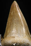 06162 - Small Wire Wrapped 0.96 Inch Cretolamna aschersoni (mackerel shark) Tooth Pendant