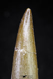20821 - Nicely Preserved 2.34 Inch Elasmosaur (Zarafasaura oceanis) Tooth