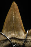 06162 - Small Wire Wrapped 0.96 Inch Cretolamna aschersoni (mackerel shark) Tooth Pendant