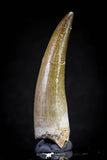 20821 - Nicely Preserved 2.34 Inch Elasmosaur (Zarafasaura oceanis) Tooth
