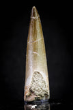 20821 - Nicely Preserved 2.34 Inch Elasmosaur (Zarafasaura oceanis) Tooth