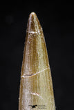 20821 - Nicely Preserved 2.34 Inch Elasmosaur (Zarafasaura oceanis) Tooth