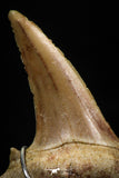 06163 - Small Wire Wrapped 0.93 Inch Cretolamna aschersoni (mackerel shark) Tooth Pendant