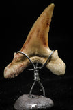 06163 - Small Wire Wrapped 0.93 Inch Cretolamna aschersoni (mackerel shark) Tooth Pendant